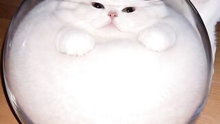 High Jumping Cat 2 2