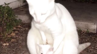Kitten Crying for Food 2