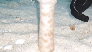 Cat in a Vase