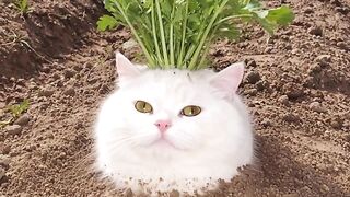 Angry Cat Swishing Tail