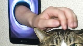 Fluffy Cat Pouncing