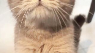 ​"The level of chatter your pet makes when they're asking for attention is unmatched! Which is your favorite sound?"