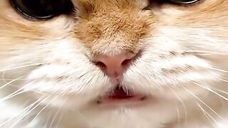 ​"His style may be fierce, but his face is still adorable! Who can resist looking at a pet as cute as this?