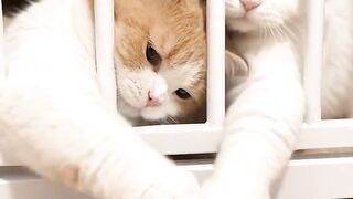 Mission impossible: Reach the yellow chick 🐣😹 These two pets are so adorable!