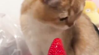 "It turns out that pets have their own way of showing that they don't like the smell of something. There's no cure for that facial expression! 😭"