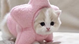 "Oh my, there's a shooting star but it's shaped like a kitten! 🥺 It's so cute I can't stand it! ✨"