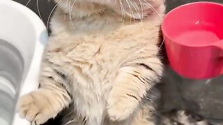 "He has a fierce face but a very small body. Is he going to help me take a bath or is he going to pick a fight with me, boss? 😾🛁"