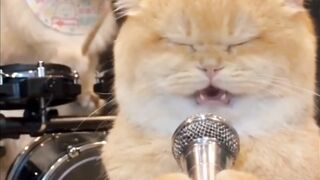 Cat singing 😂