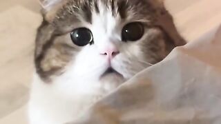 "Can anyone's eyes be that wide? 🥺 The loving gaze (or begging for food) from your pet will melt your heart! ✨