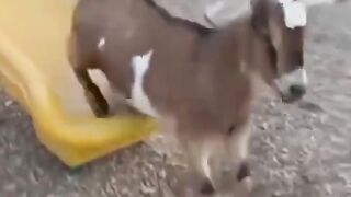 Amazing 🌟🤣🤣🤣🤣🤣😀😀🍽️🍽️