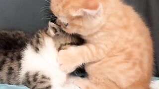 "A cute moment with two orange and striped kittens that instantly makes my day cool again. 🥰