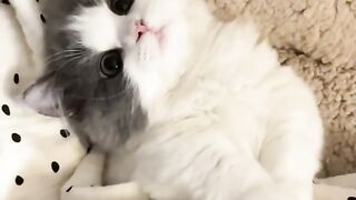 "The level of cuteness of these cats is already at the dangerous level! Who can resist seeing them this adorable? 🐾