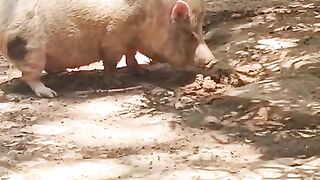 A Lazy Day Cute Pig Relaxing Peacefully