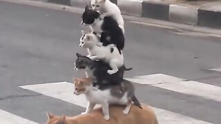 "The true definition of a circus! Is it really possible for pets to be this cute, stacked like a tower while crossing the road? 🎪🐈"