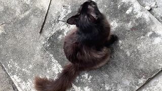 Cat Black