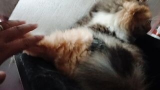 Cat with owner