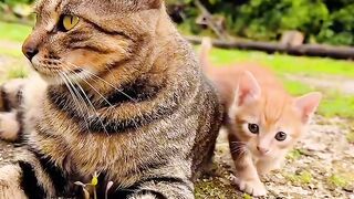 Funniest Cat Fails of 2026! 😂
