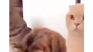 Apaixonado 2