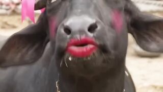 Comedy video nice.