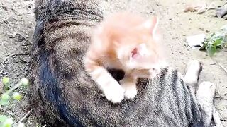 Funniest Cat Fails of 2026! 😂 2
