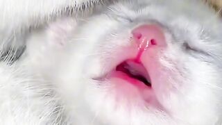 You Won't Believe What This Cat Did!