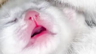 Cutest Kitten Meowing for 1 Minute!