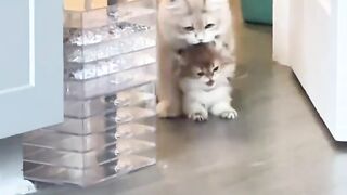 😂 Look at how much the mother cat is fussing over her kittens' behavior!
