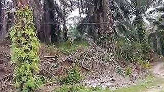 Kebun 2