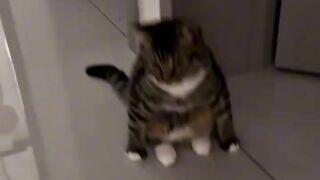 Ninja Cat Jumping Level 999!