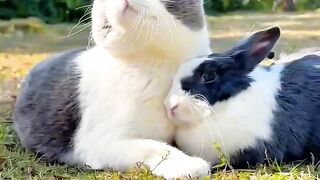 Hilarious Cat Scared of Cucumber!
