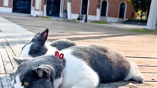 Trying Not To Laugh at This Cat!