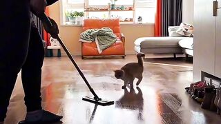 This Cat Thinks He is a Dog!