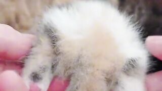 The Most Beautiful Fluffy Cat Ever!