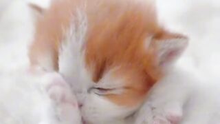 Cat Steals Dog's Bed! Boss Feline!