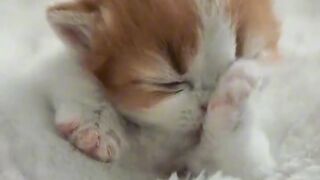 Heartwarming Mother Cat and Kittens!