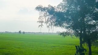 Peaceful Motorcycle Ride Through Beautiful Rice Fields 🌾🏍️ | Countryside Journey