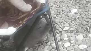 Play with my cats