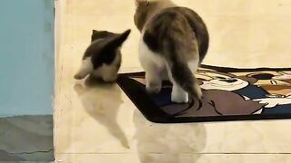 Cat Sneezing is the Cutest Thing!