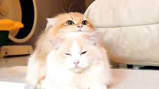 Cat Refuses to Walk on Leash! 😂