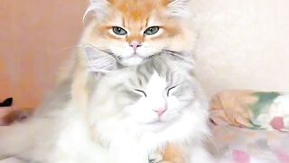 Cat Massage Spa Day! So Relaxed!