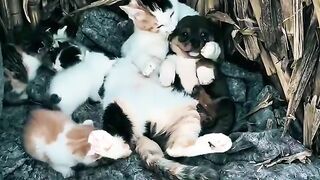 Cat Jealous of the New Baby!