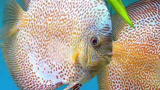 Discus Fish
