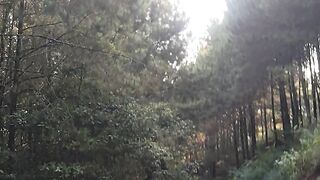 This Hidden Forest Road Feels Like Another World 🌲 | Scenic Drive