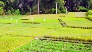 Golden Fields in the Heart of the Village: A Harmony of Rice and Corn