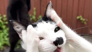 A singing cat.” 🐱🎤