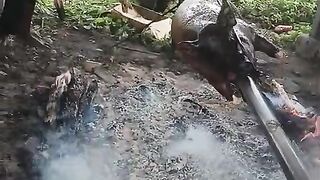 Babi besar