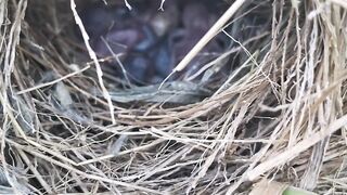 A Hidden Bird’s Nest: Discovering the Beauty of Nature 🐦🌿