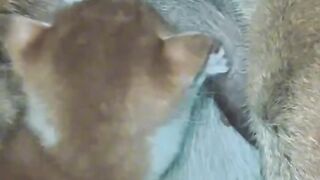 You Won't Believe What This Cat Did! 2