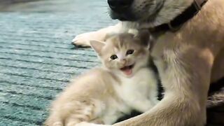 Cutest Kitten Meowing for 1 Minute! 2