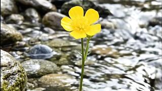 Nature’s Biggest Mystery! 🌼🐟